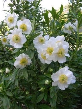 Carpenteria californica - Bush Anemone, Tree Anemone (Plant)