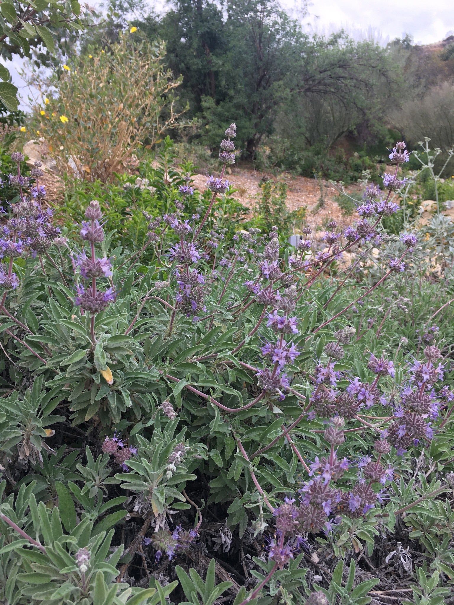 Salvia 'Bee's Bliss' - Bee's Bliss Sage (Plant)