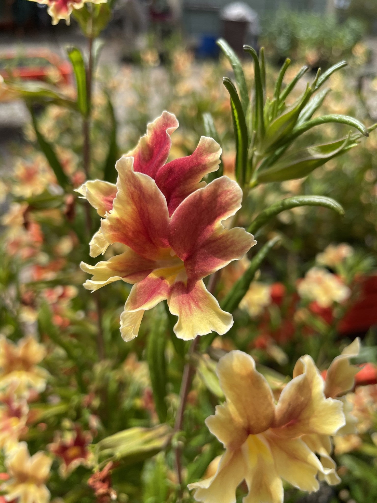 Diplacus 'Changeling' - Changeling Monkeyflower (Plant)