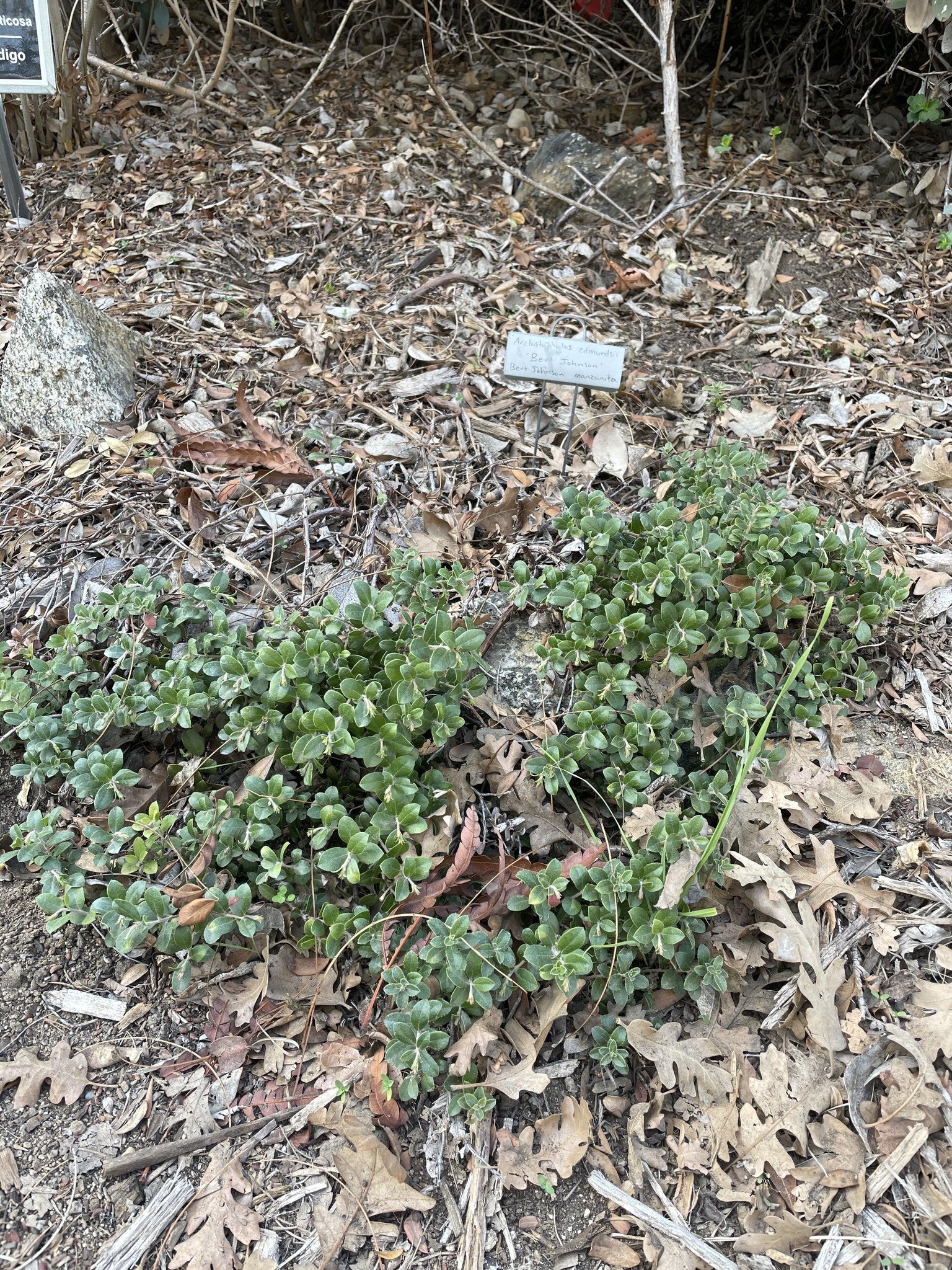 Arctostaphylos edmundsii 'Bert Johnson' - Bert Johnson Little Sur Manzanita (Plant)