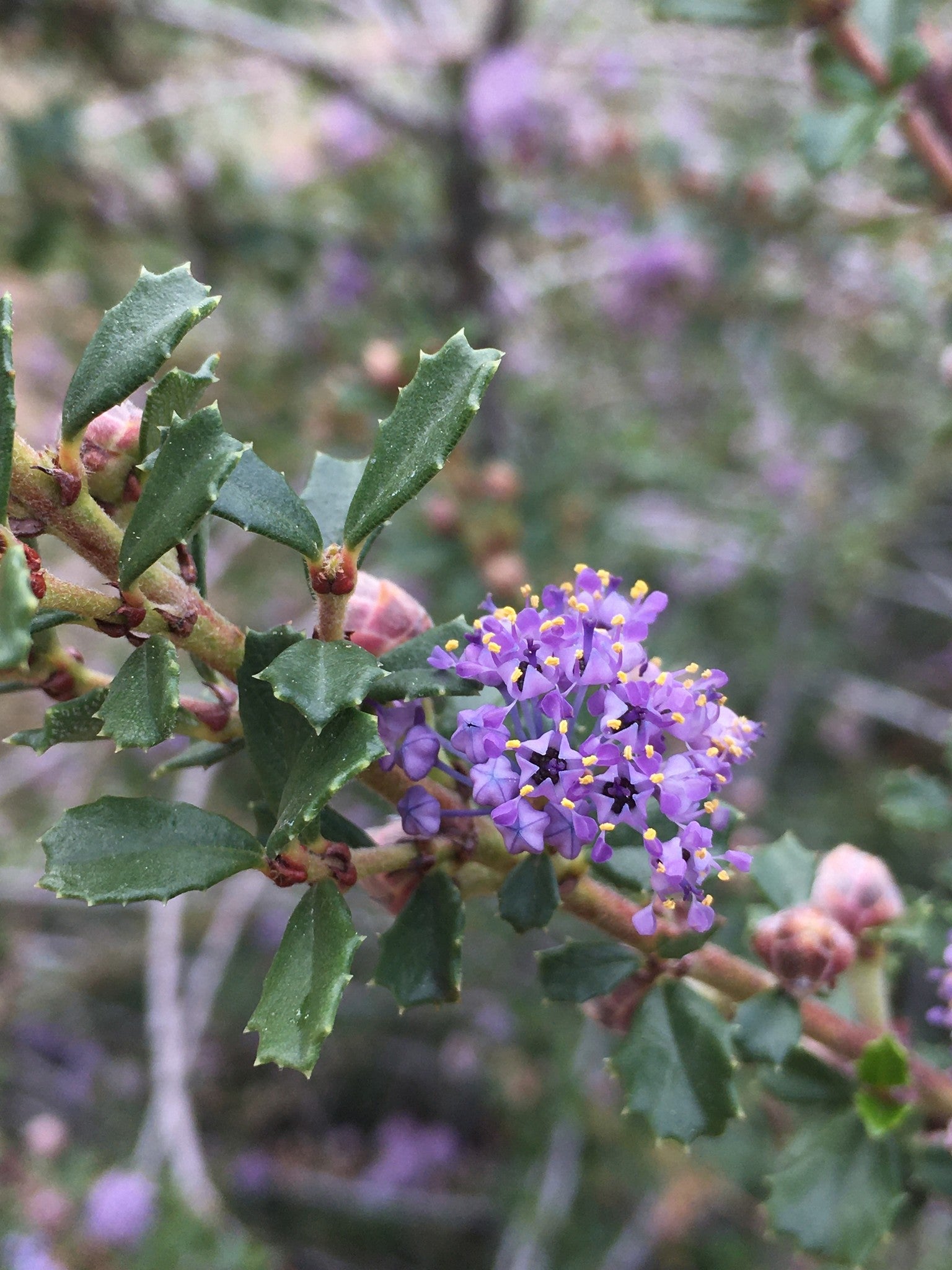 Ceanothus 'Blue Jeans' - Blue Jeans Ceanothus (Plant)