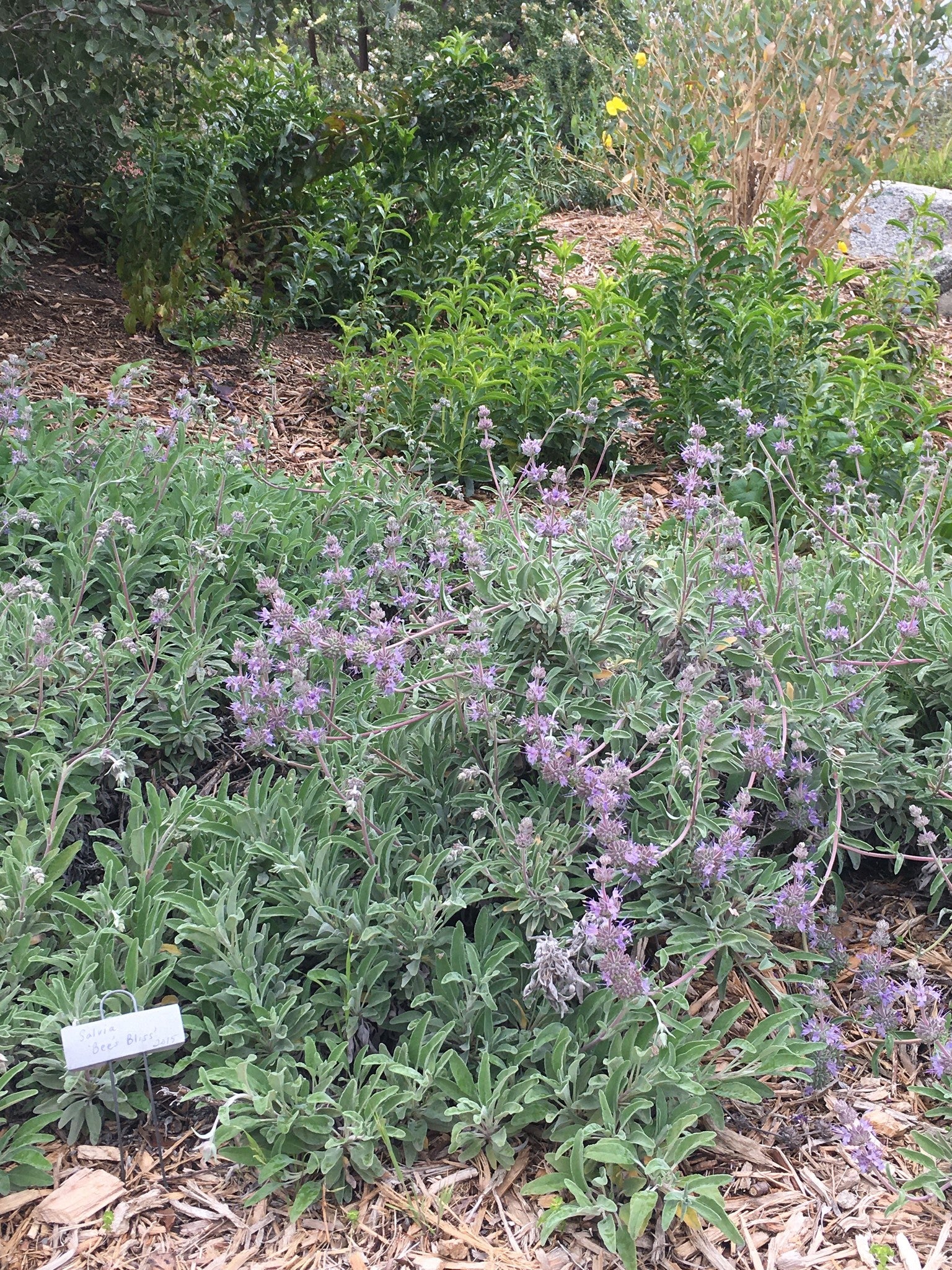 Salvia 'Bee's Bliss' - Bee's Bliss Sage (Plant)