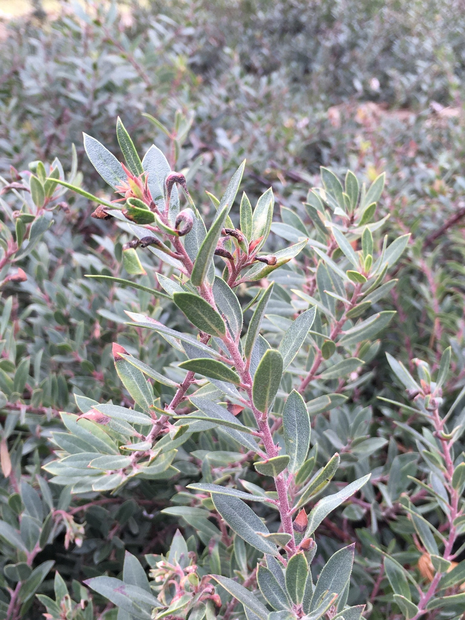 Arctostaphylos 'Pacific Mist' - Pacific Mist Manzanita (Plant)