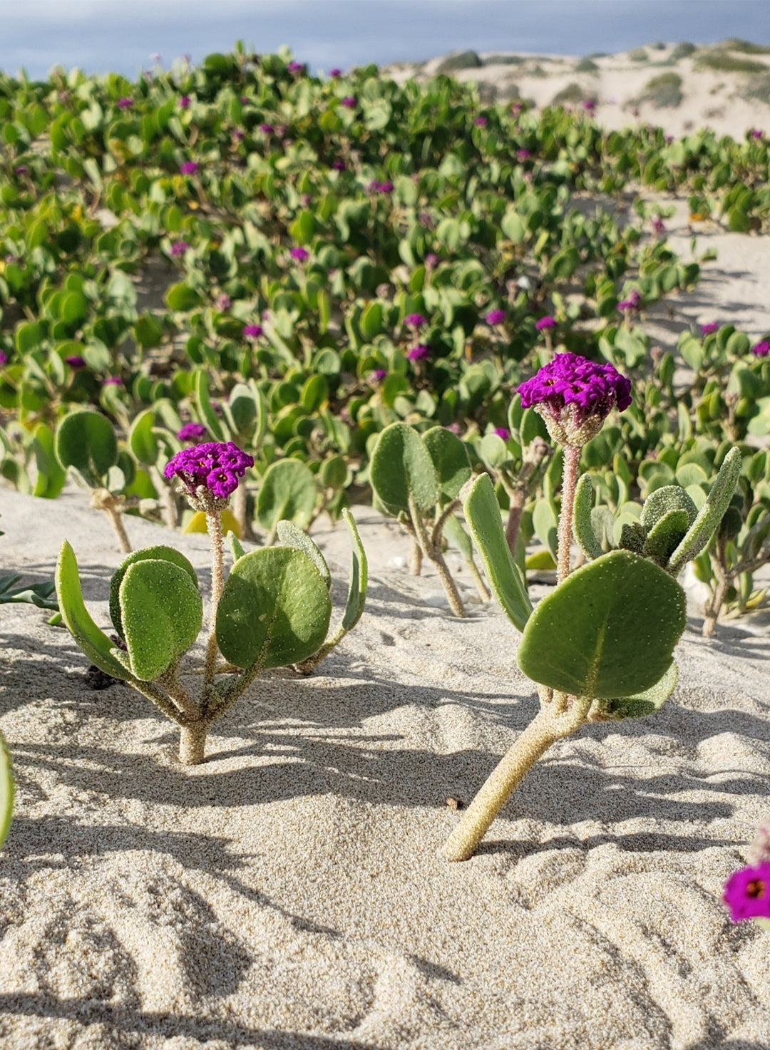 coastal succulent plants Abronia maritima