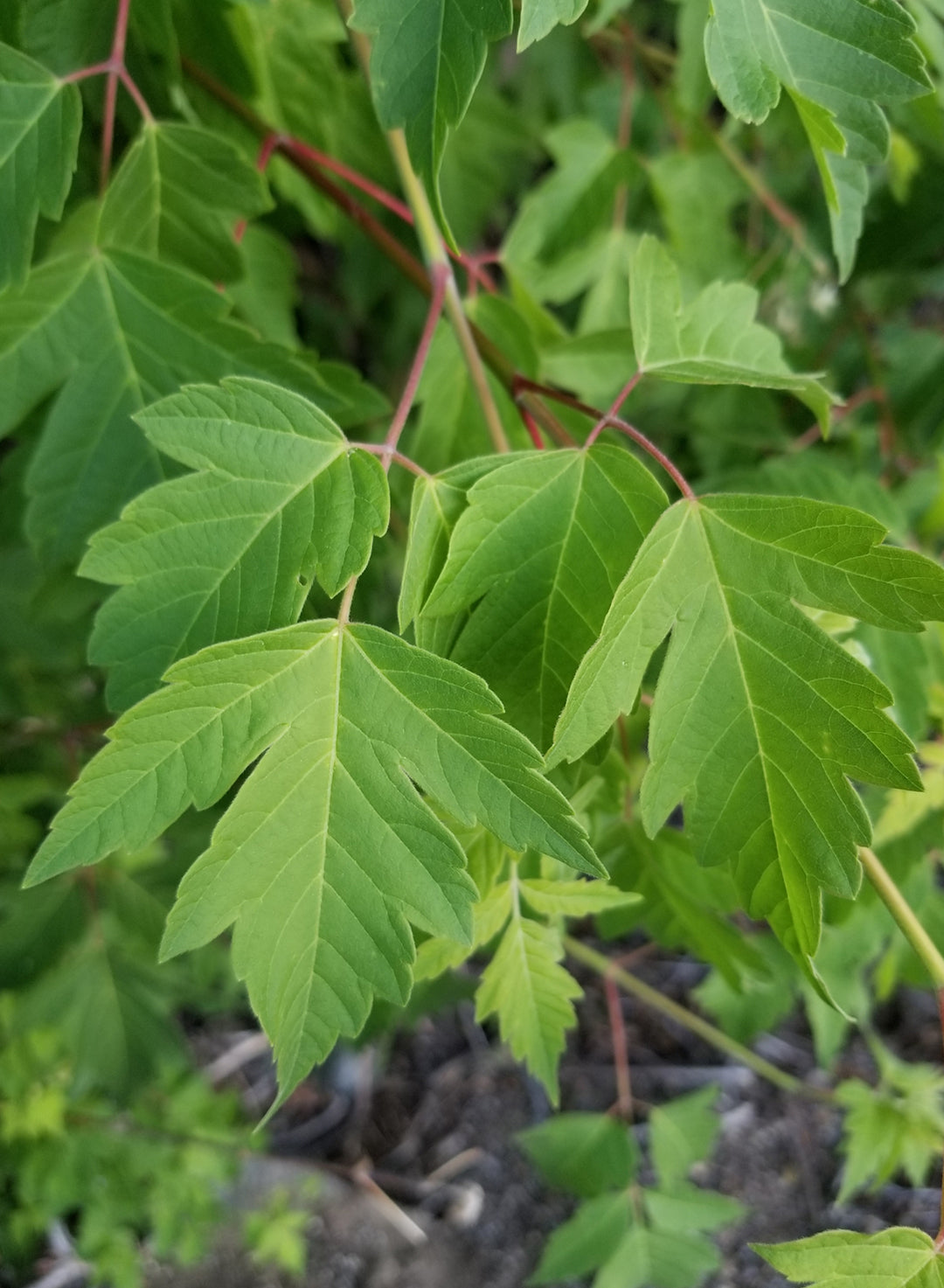 Acer negundo - Box Elder (Seed)