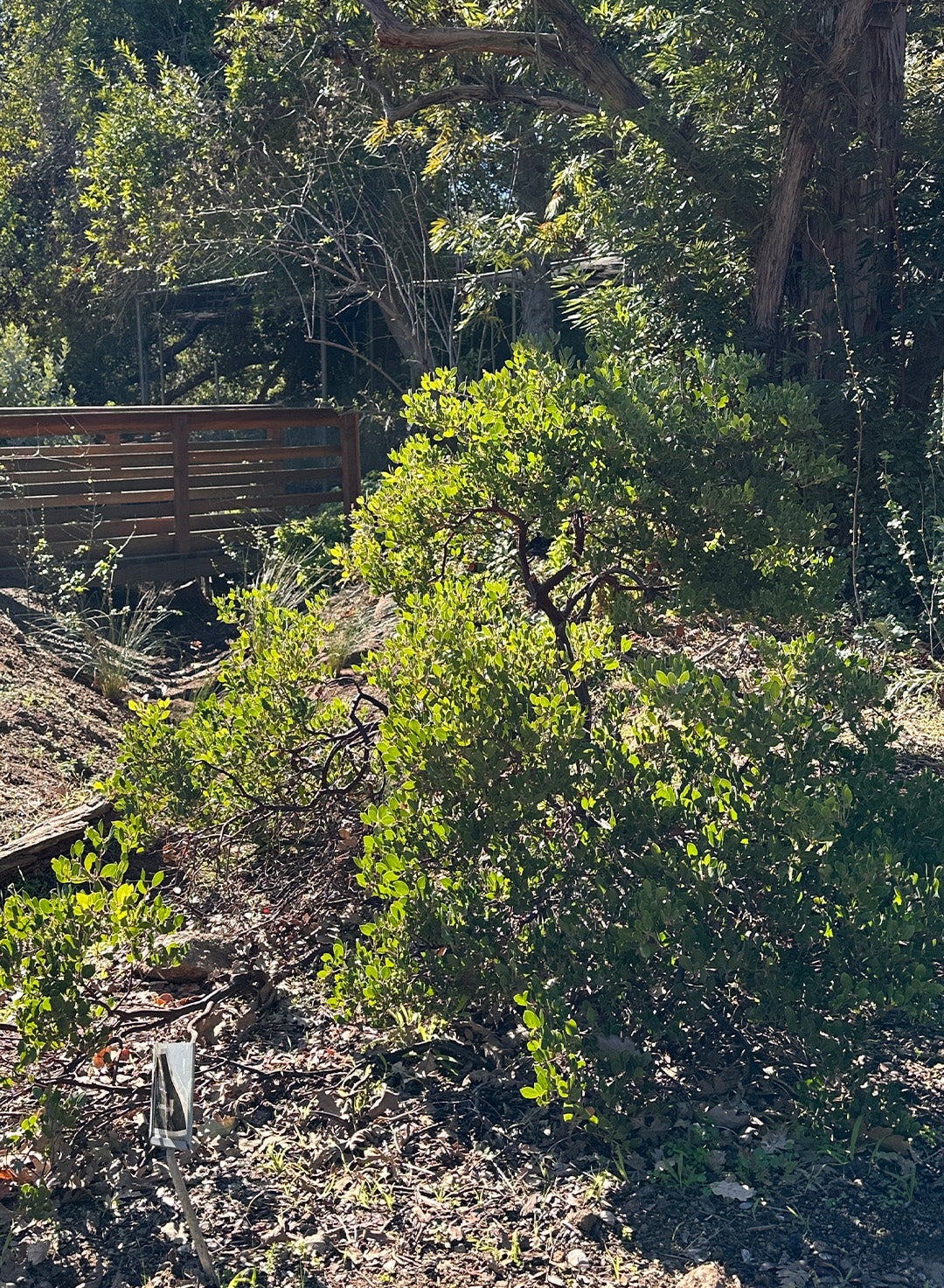 Arctostaphylos franciscana - Franciscan Manzanita (Plant)