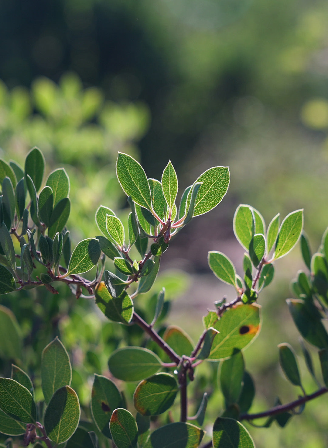Arctostaphylos franciscana - Franciscan Manzanita (Plant)