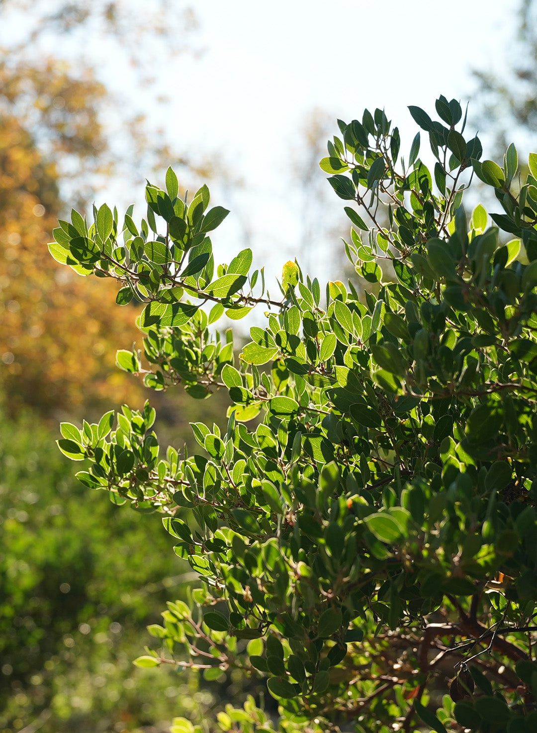 Arctostaphylos franciscana - Franciscan Manzanita (Plant)