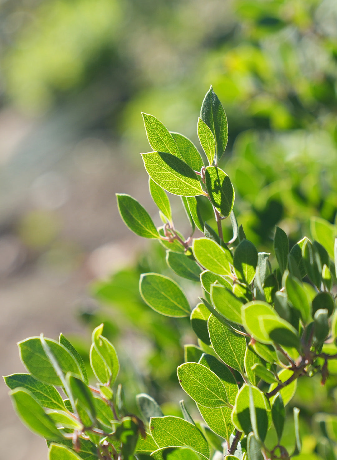 Arctostaphylos franciscana - Franciscan Manzanita (Plant)