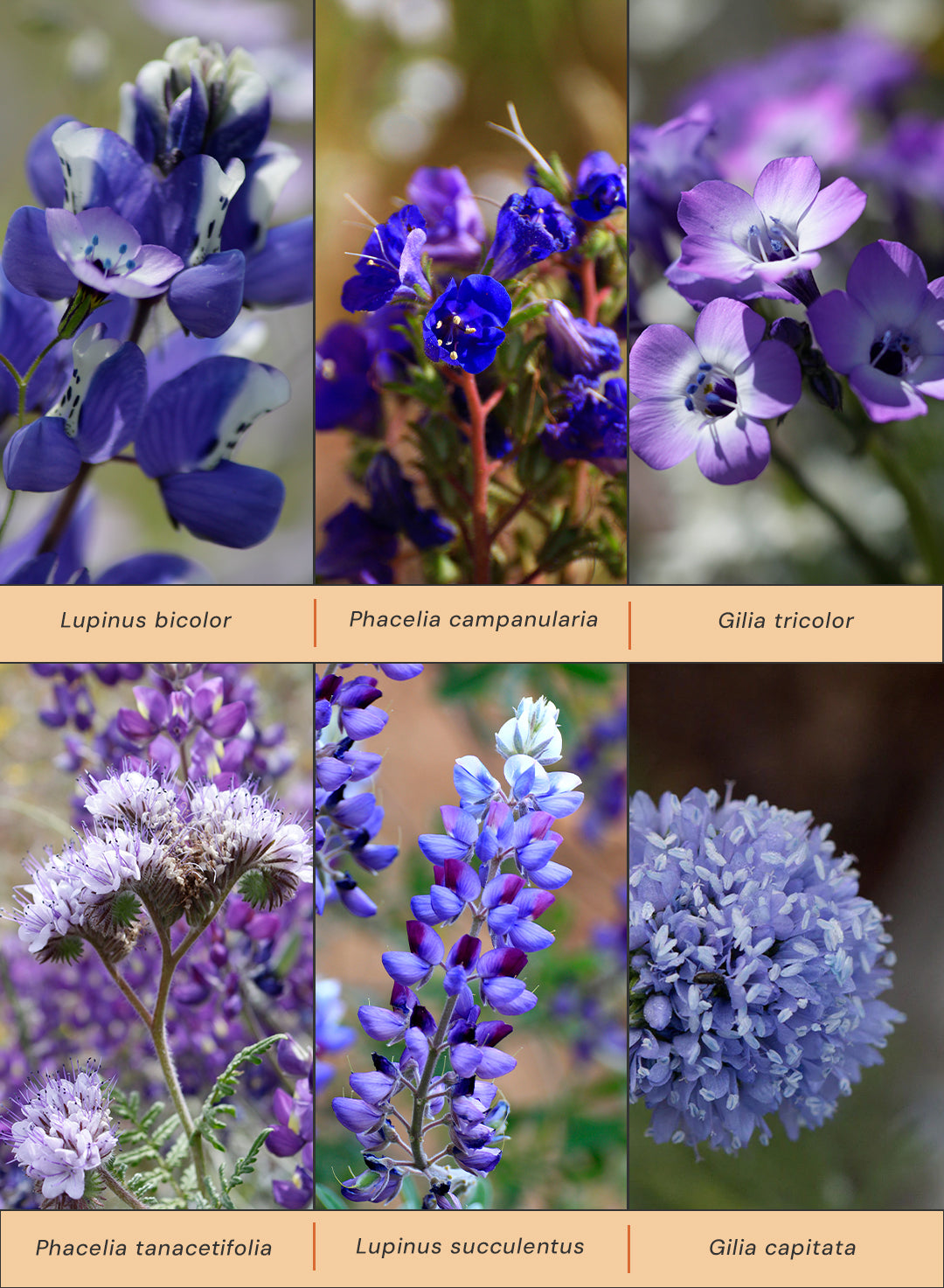 Blue_Lavender-seed_mix.jpg