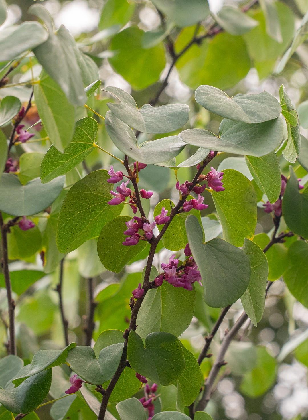 Cercis occidentalis - Western Redbud (Plant)