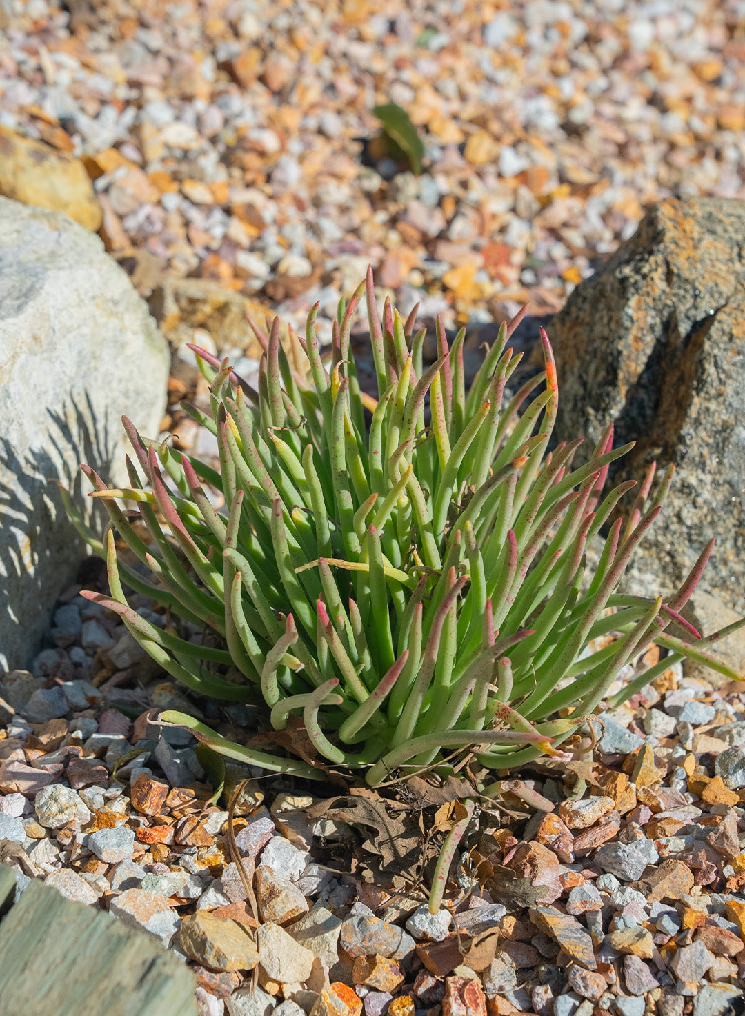 succulent dudleya Dudleya edulis