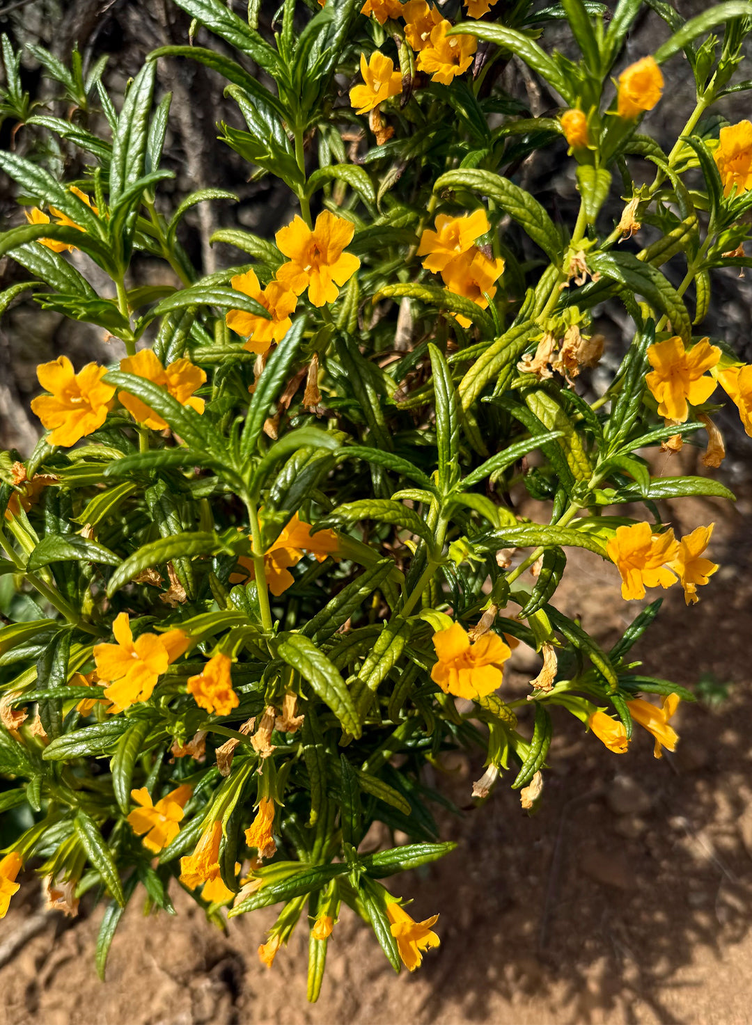 Diplacus aurantiacus - Orange Bush Monkeyflower (Plant) – Theodore