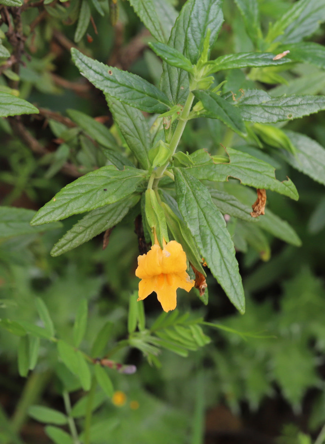 sticky monkey flower seeds Diplacus aurantiacus