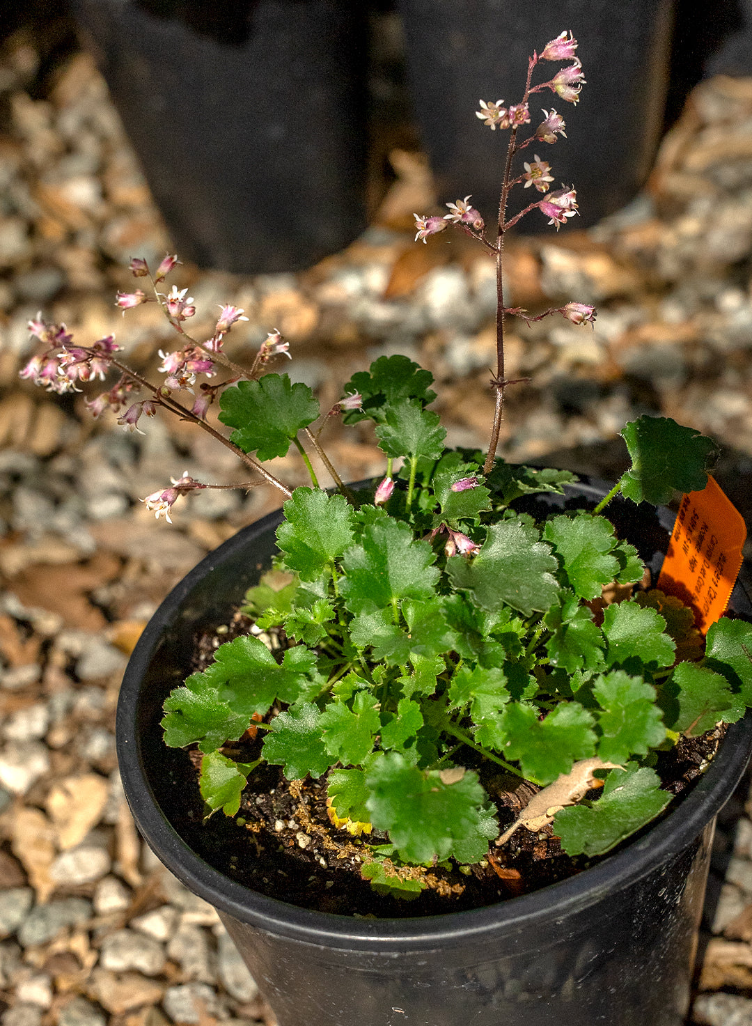 原種 ヘクチア Hechtia mooreana Ziplote, Canyon Heuchera 'Canyon Duet' - Canyon Duet Coral Bells (Plant