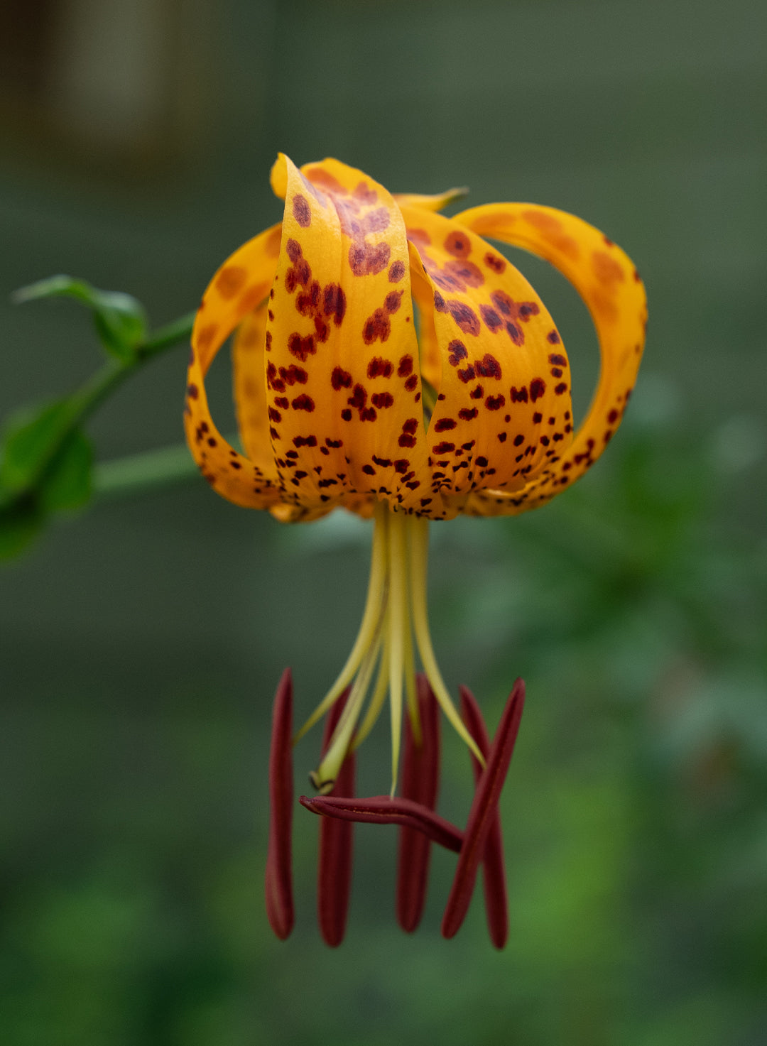 Lilium humboldtii ssp. ocellatum - Ocellated Humboldt Lily (Plant