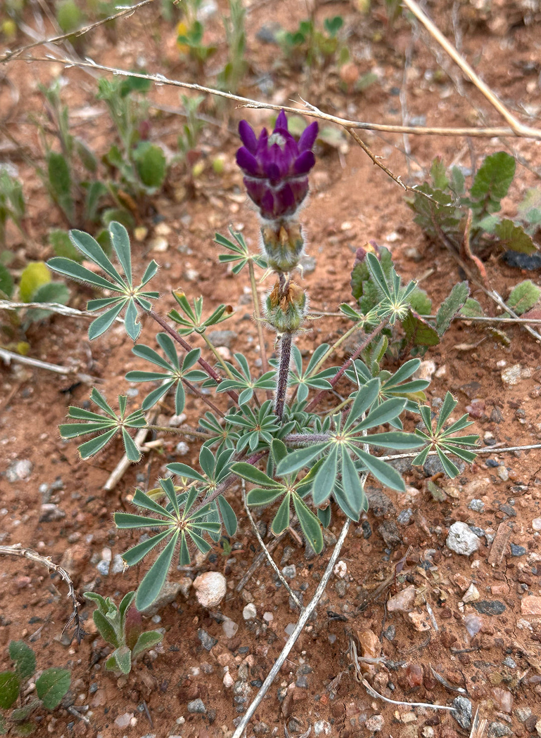 lupine seeds from plant Lupinus microcarpus