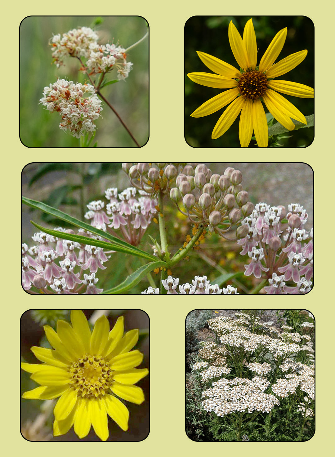 Monarch Sanctuary Seed Collection