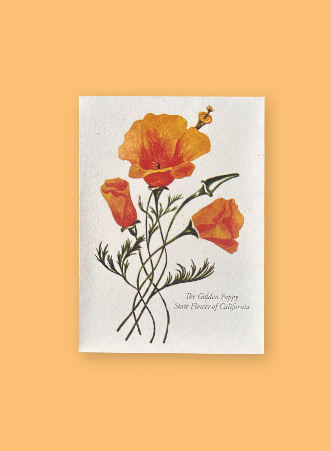 california poppy flower seeds Eschscholzia californica