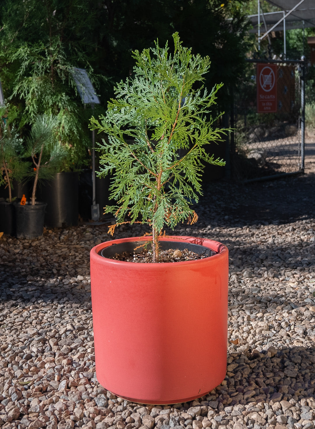 planting cedar trees in pots Calocedrus decurrens