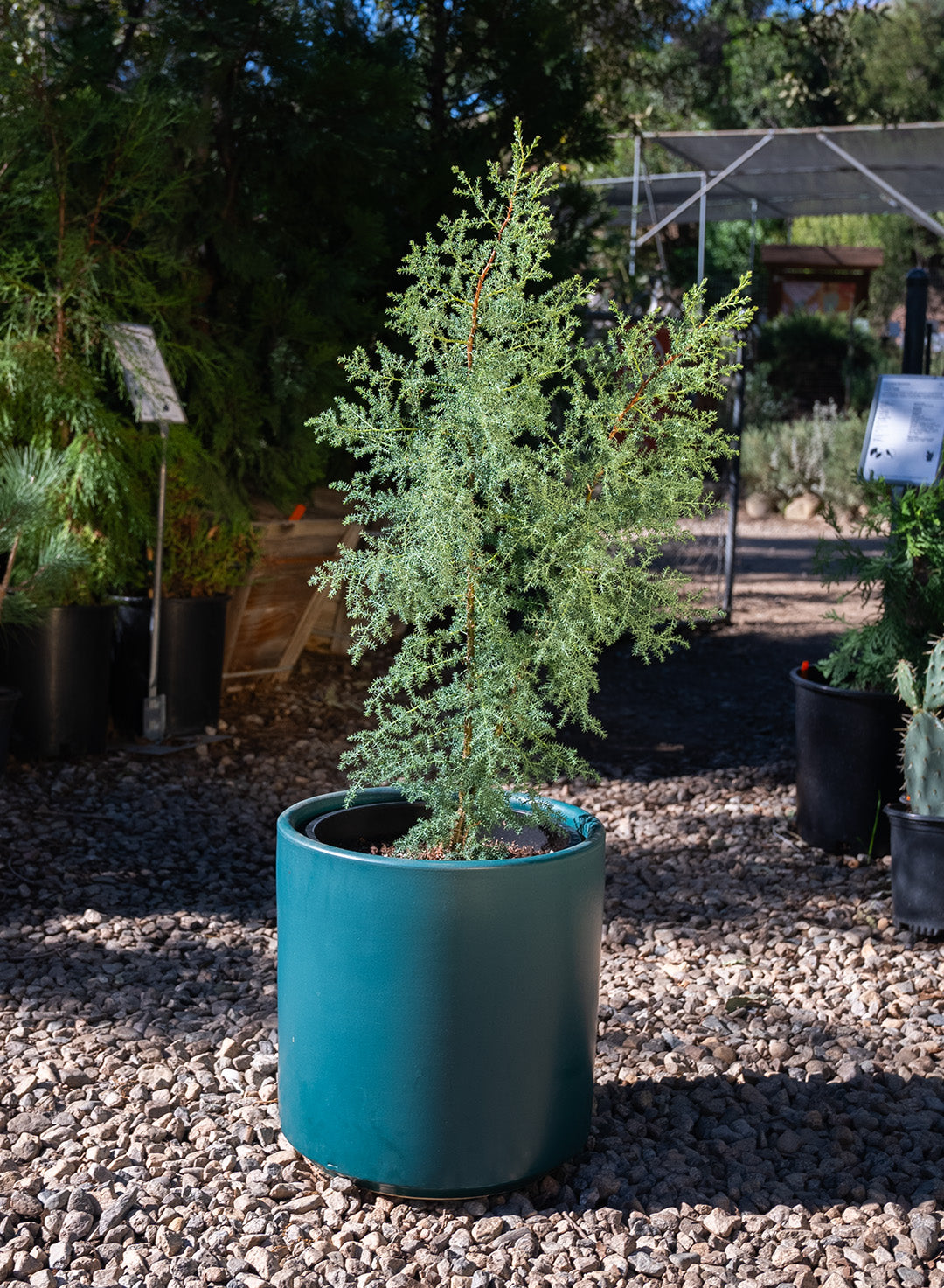 cypress succulent Hesperocyparis forbesii