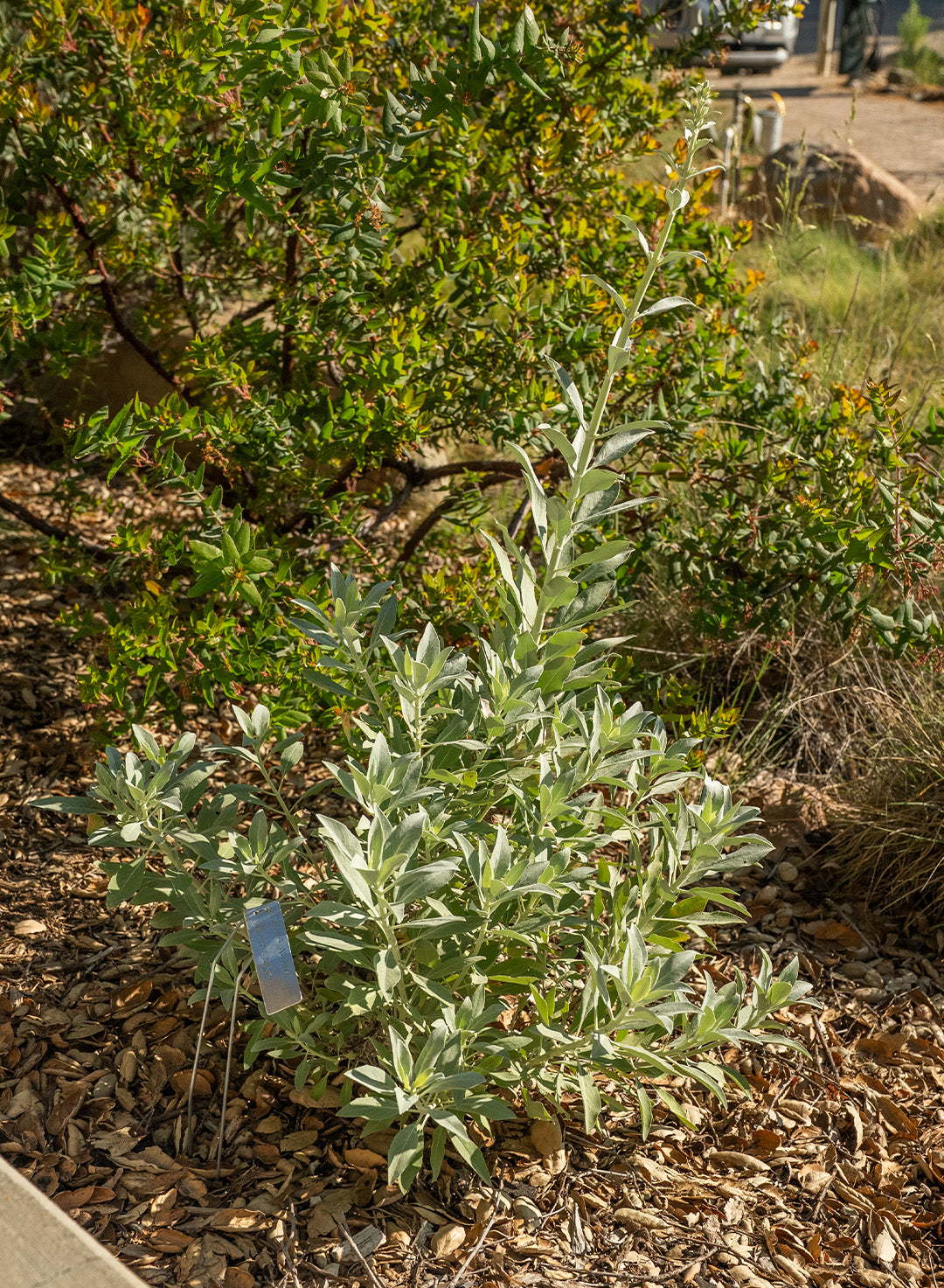Salvia apiana var. compacta - Compact White Sage (Plant