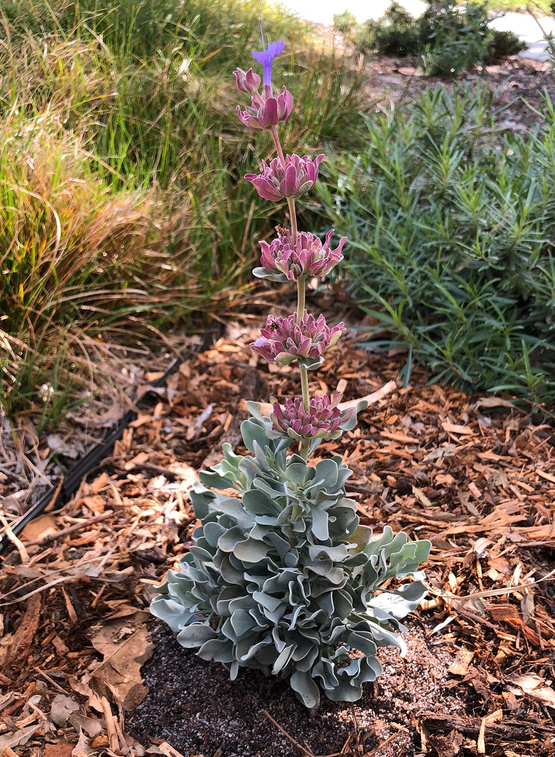 sage succulent Salvia pachyphylla