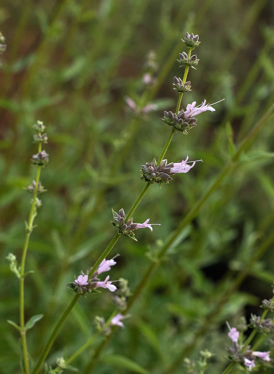 Salvia 'Thor'