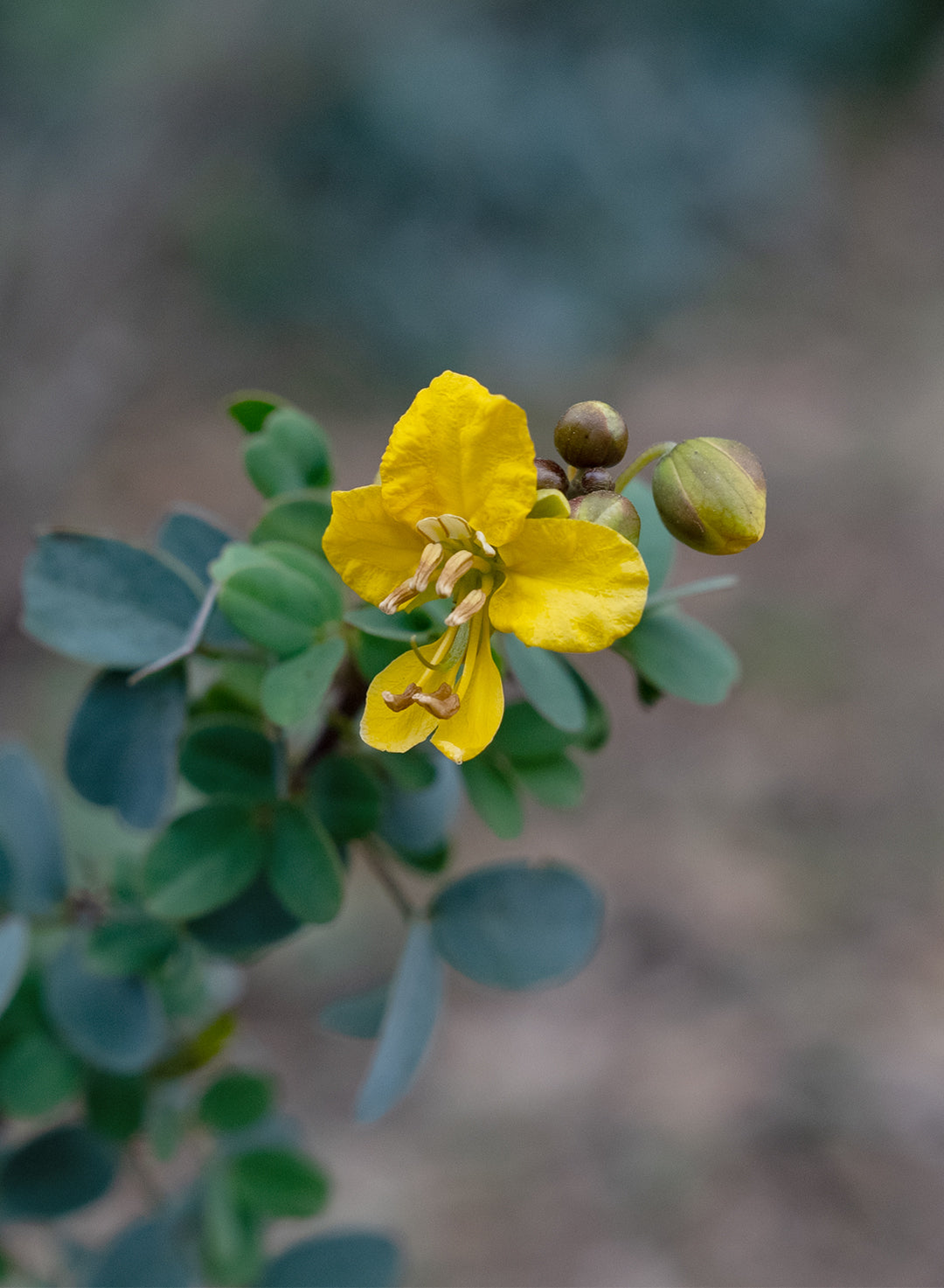 Senna purpusii