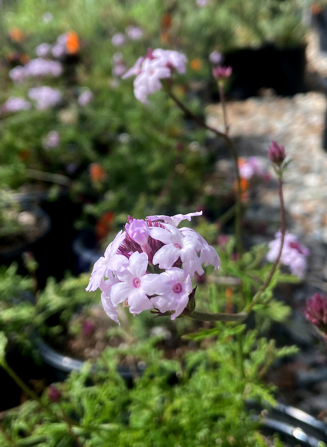 Verbena lilacina 'Paseo Rancho' - Paseo Rancho Lilac Verbena