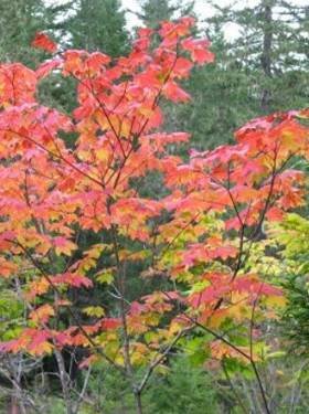 Acer circinatum (Seed) – Theodore Payne Foundation