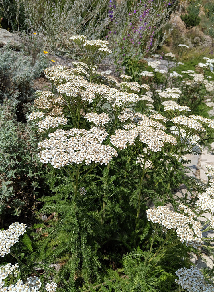 Achillea millefolium - Yarrow (Plant)
