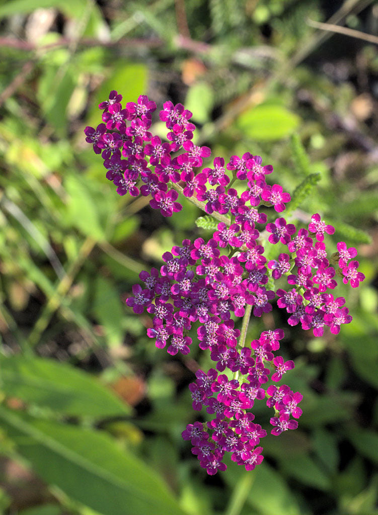 Achillea millefolium 'Island Pink' - Island Pink Yarrow (Plant)