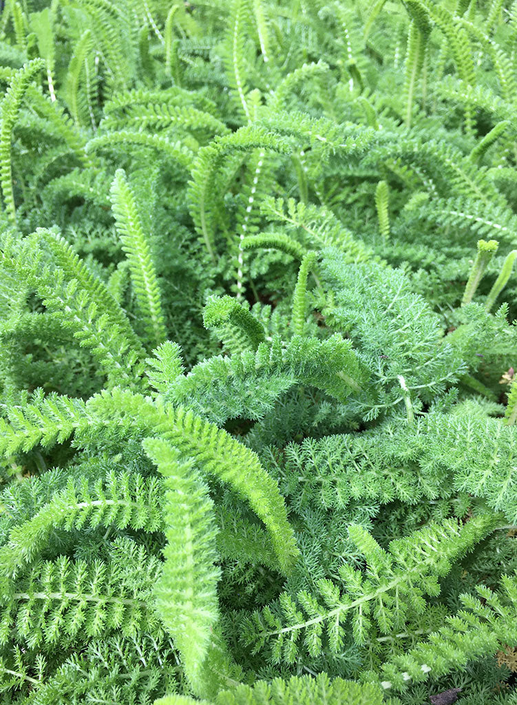 Achillea millefolium 'Sonoma Coast' - Sonoma Coast Yarrow (Plant)