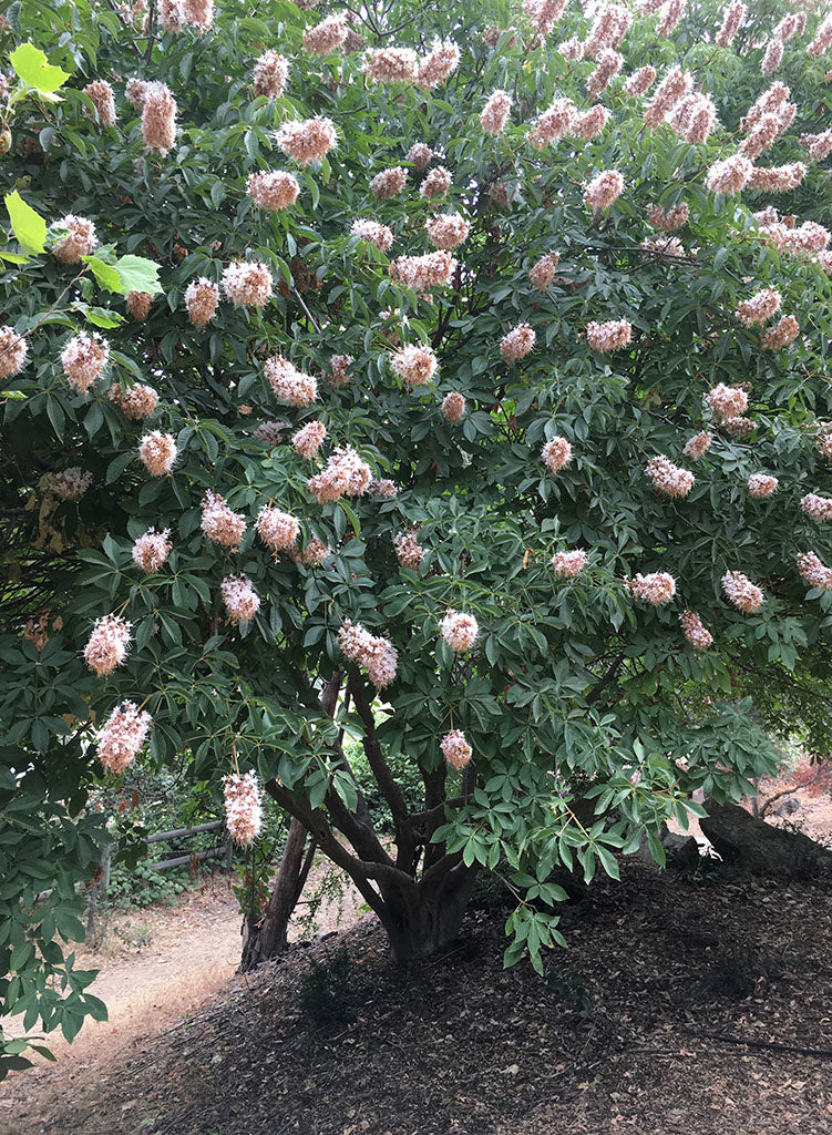 buckeye bonsai tree Aesculus californica