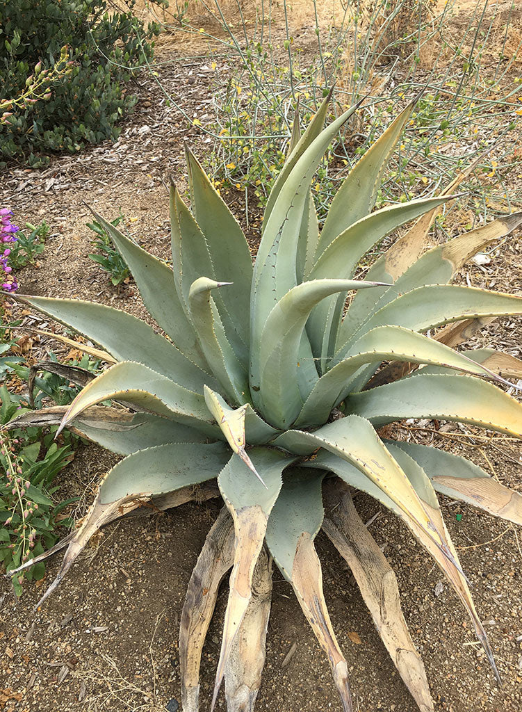 アガベ Agave parryi 'Desert Delight' 259 Agave parryi Desert