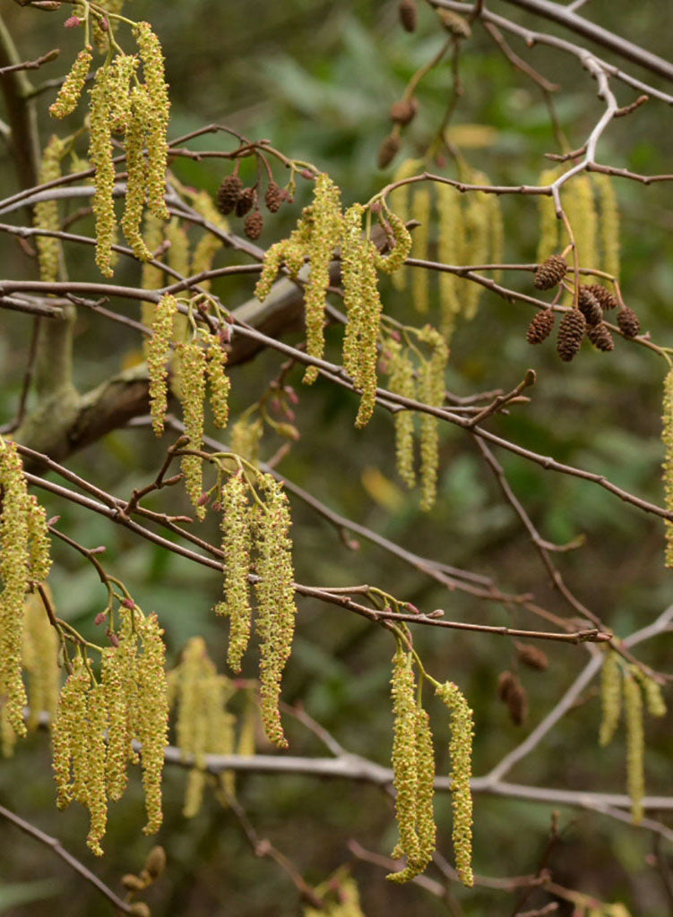 Alnus rhombifolia - White Alder (Seed)