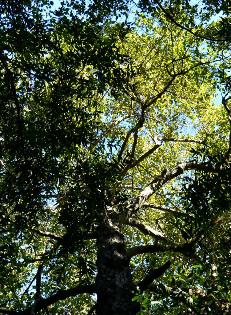 Alnus rhombifolia - White Alder (Seed)