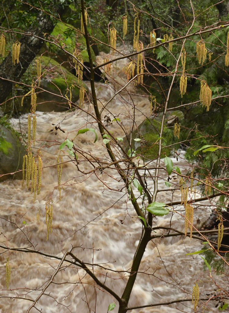 Alnus rhombifolia - White Alder (Seed)