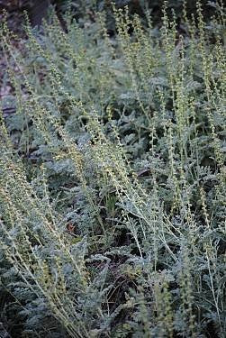 plant ambrosia Ambrosia pumila
