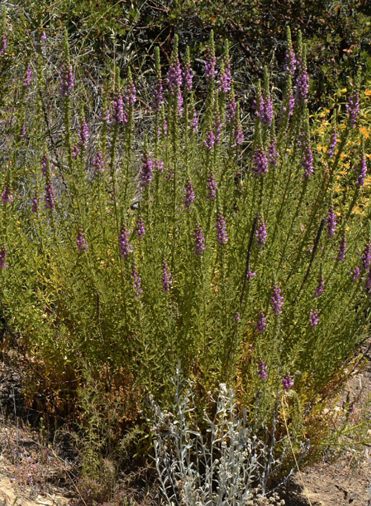 Antirrhinum multiflorum