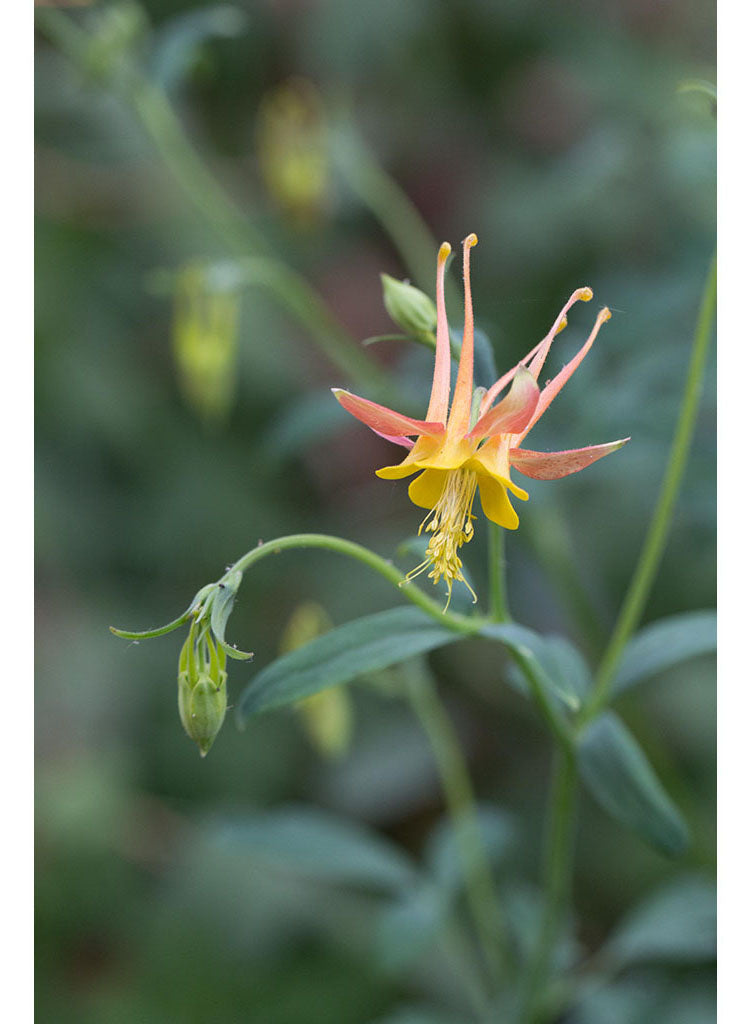 Aquilegia formosa - Red or Scarlet Columbine (Plant)