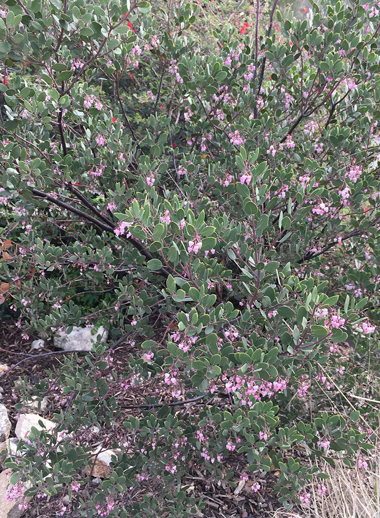 Arctostaphylos bakeri 'Louis Edmunds' - Louis Edmunds Baker's Manzanita (Plant)