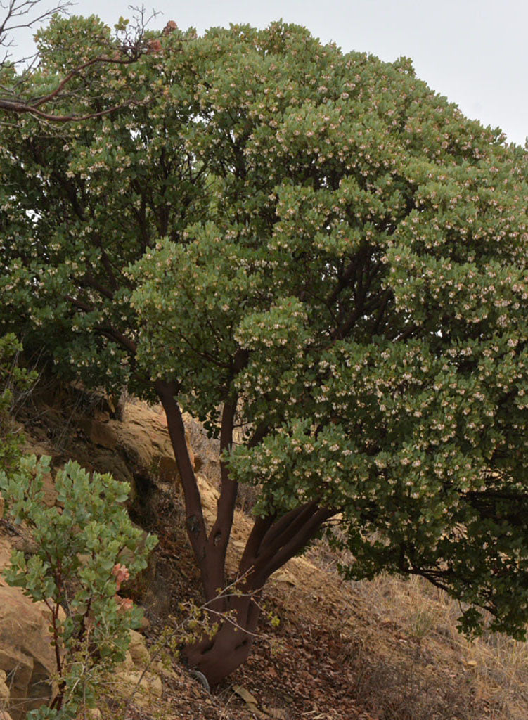 Arctostaphylos glauca - Blue Manzanita, Bigberry Manzanita (Plant)