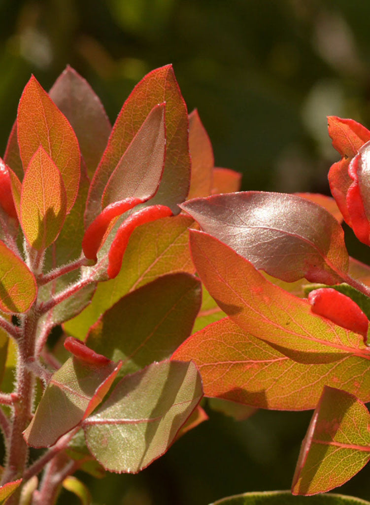 Arctostaphylos glauca - Blue Manzanita, Bigberry Manzanita (Plant)
