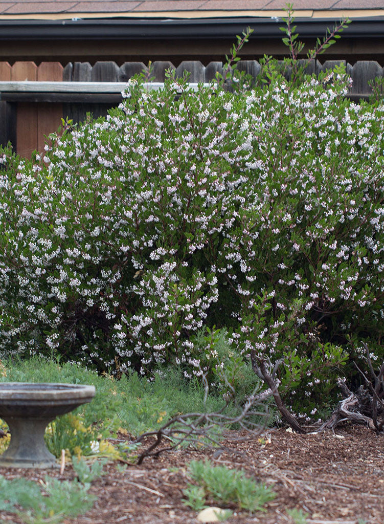 Arctostaphylos 'Howard McMinn' - Howard McMinn Manzanita (Plant)
