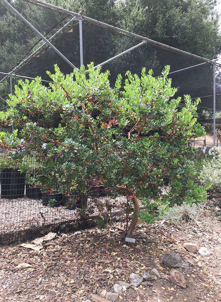 Arctostaphylos insularis 'Canyon Sparkles' - Canyon Sparkles Santa Cruz Island Manzanita (Plant)