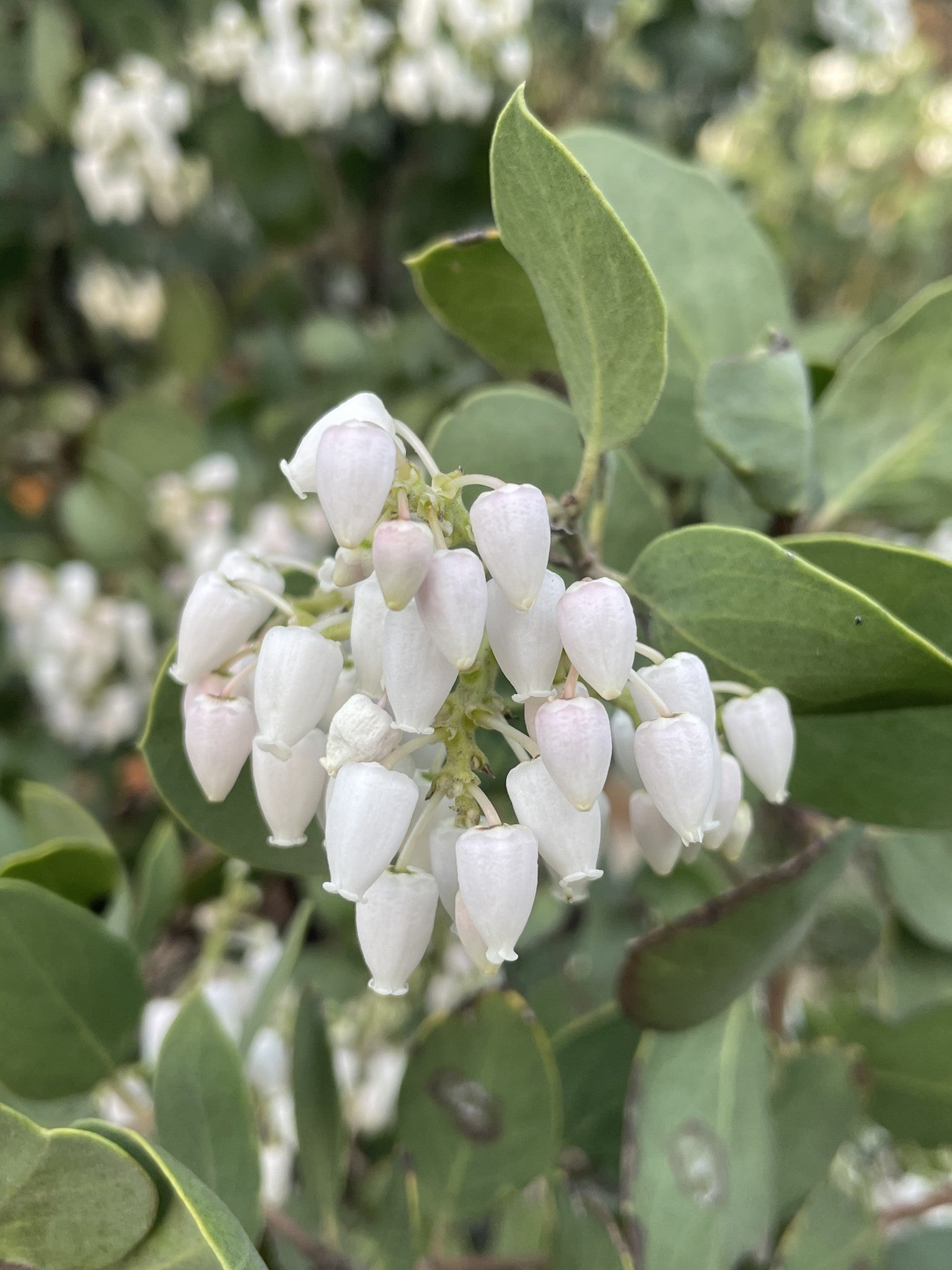 Arctostaphylos manzanita 'Dr. Hurd' - Dr. Hurd Manzanita (Plant)
