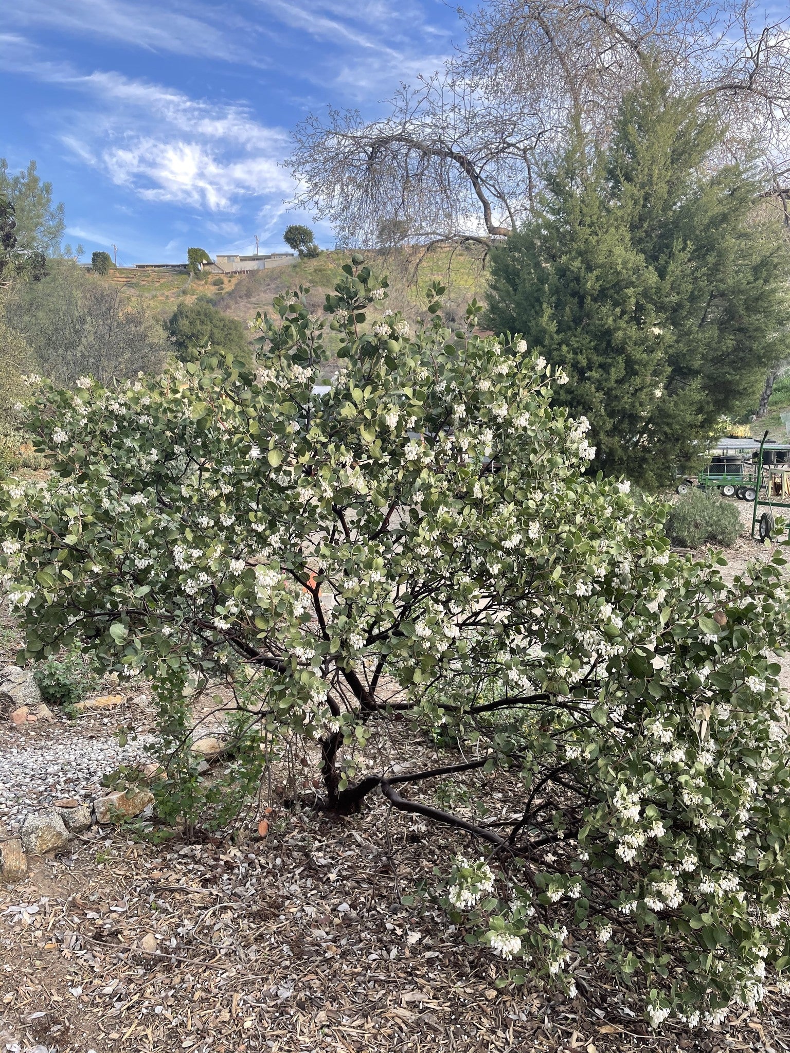 Arctostaphylos manzanita 'Dr. Hurd' - Dr. Hurd Manzanita (Plant)