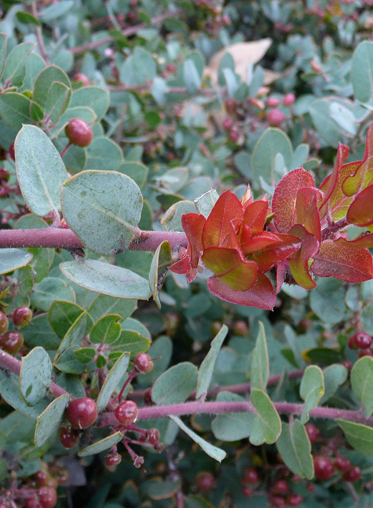 Arctostaphylos pajaroensis 'Paradise' - Paradise Pajaro Manzanita (Plant)